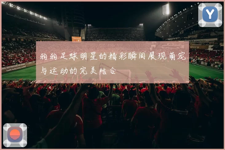 狗狗足球明星的精彩瞬间展现萌宠与运动的完美结合